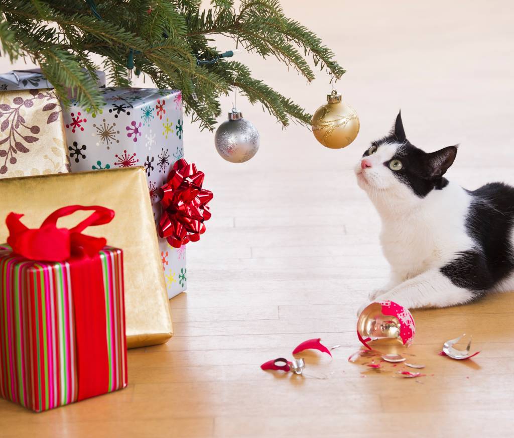 Christmas cats 10