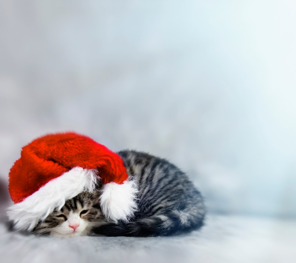 Christmas cats 3