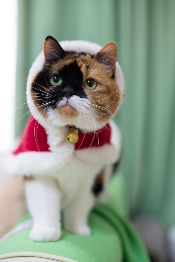 Christmas cats 4