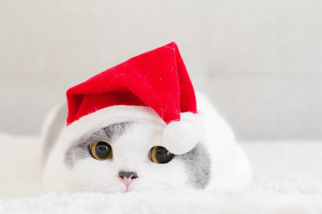 Christmas cats 5