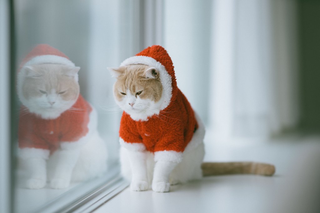 Christmas cats 9
