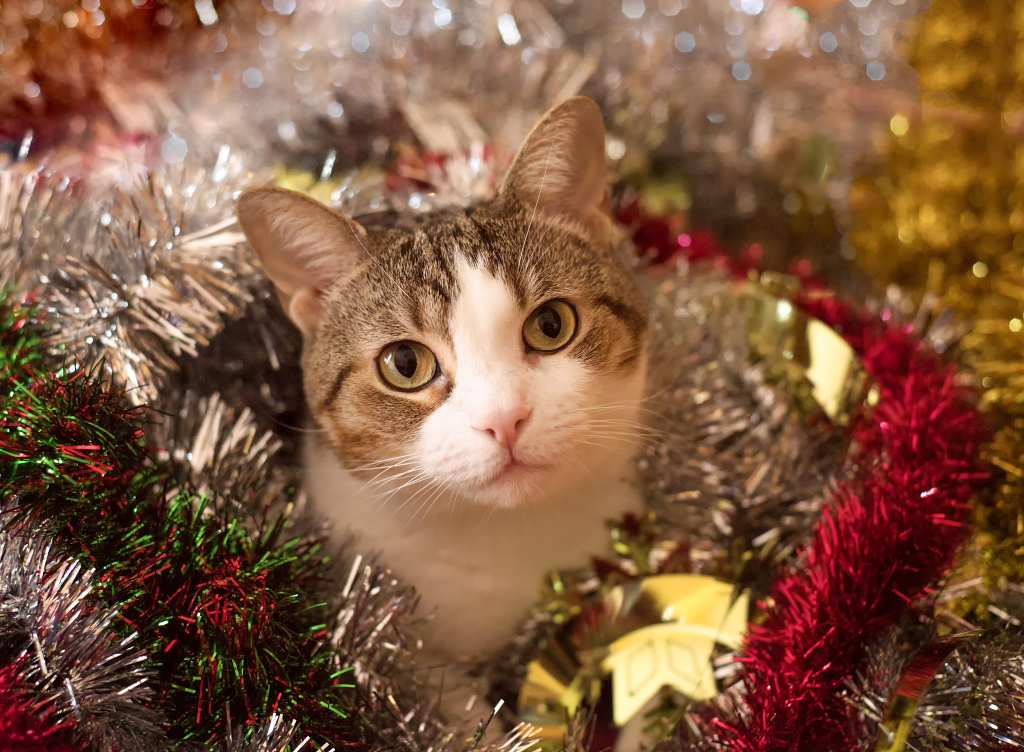Christmas cats 6