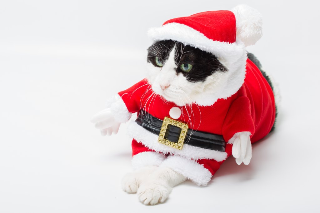 Christmas cats 8