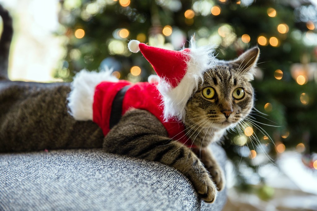 Kittens Christmas