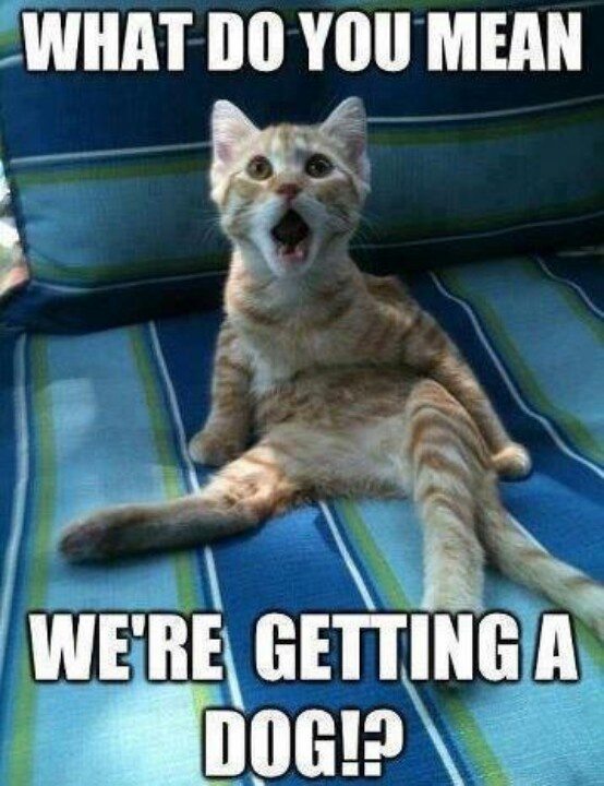 Top 30 Funny Animal Memes And Quotes Funniest Animals