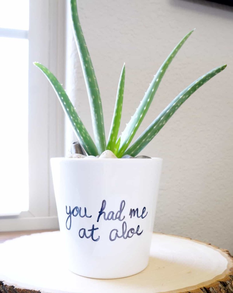 You Had Me At Aloe Creative Ramblings