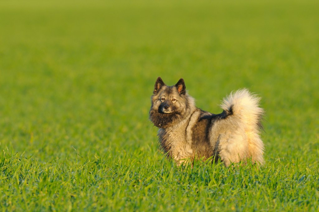 Chow mix dog in a field