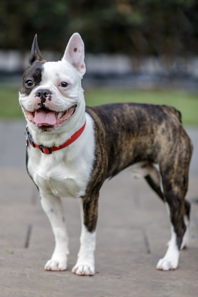 French bulldog and Boston terrier mix dog outside