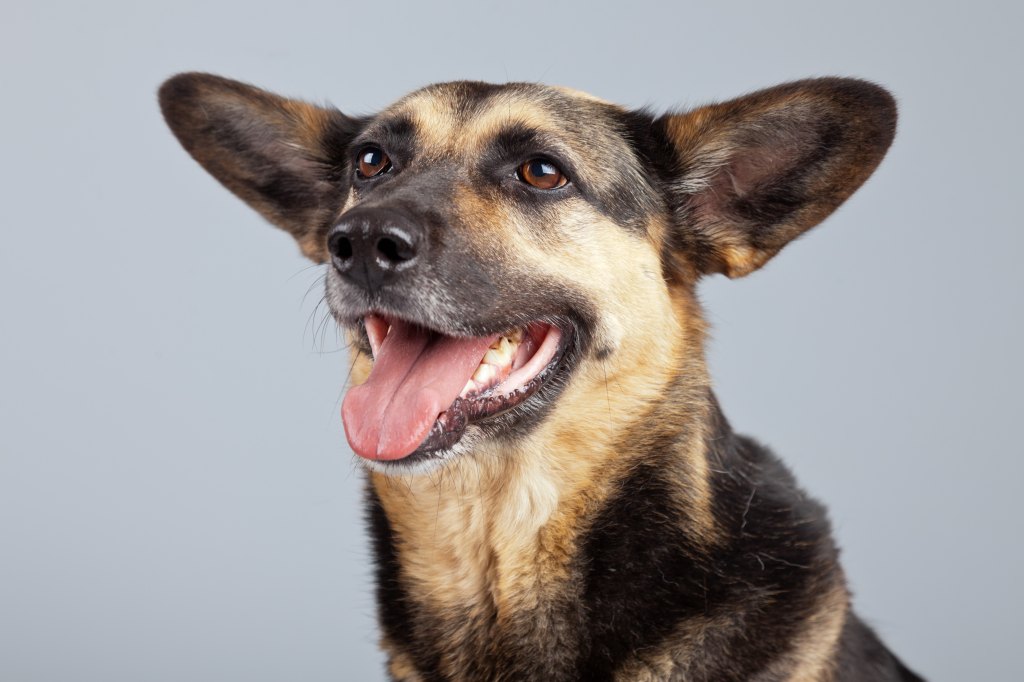 German shepherd mix dog posing