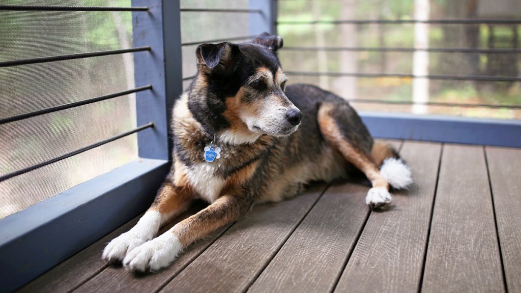 German shepherd mix lounging on patio