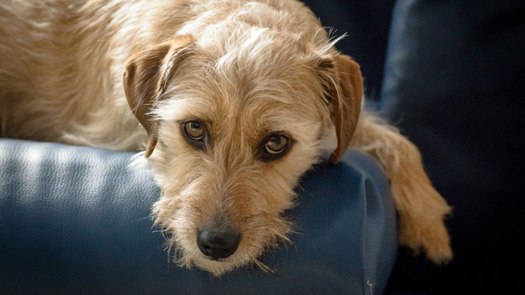 Jack Russell terrier mix laying on couch