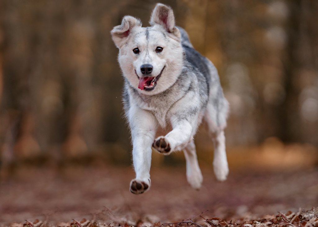 Siberian husky mix dog running through forrest