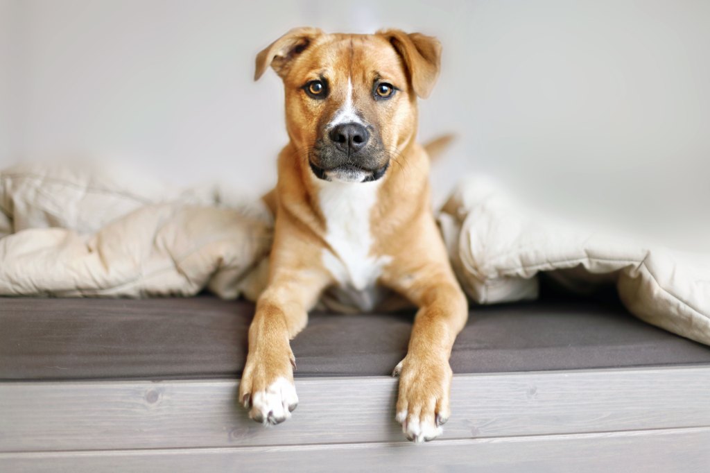 Pit bull mix dog laying on its bed