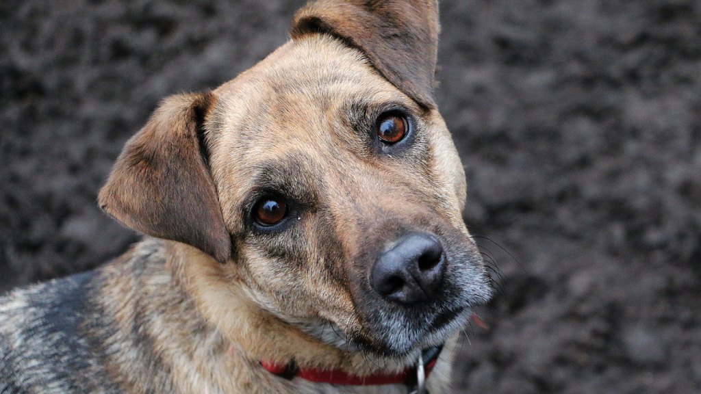 German shepherd mix looking at camera