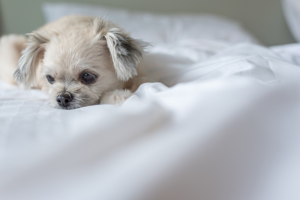 Pomeranian mix dog laying in bed