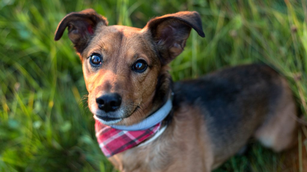 Terrier dachshund puppy with bandana