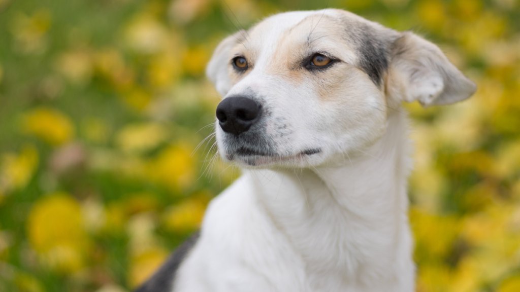Mixed breed dog in field of flowers