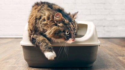 Tabby cat stepping out of litter box