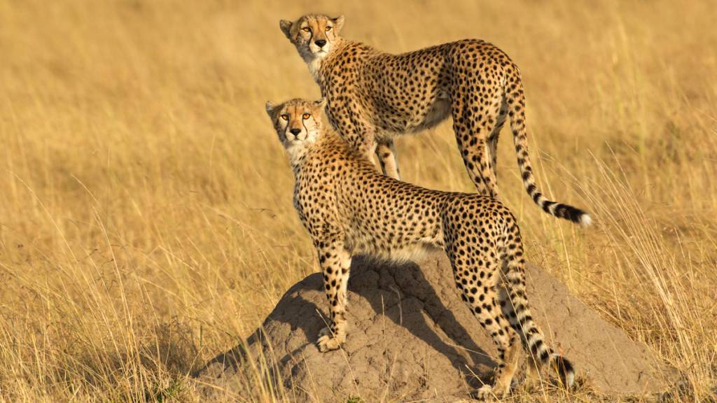Two cheetahs