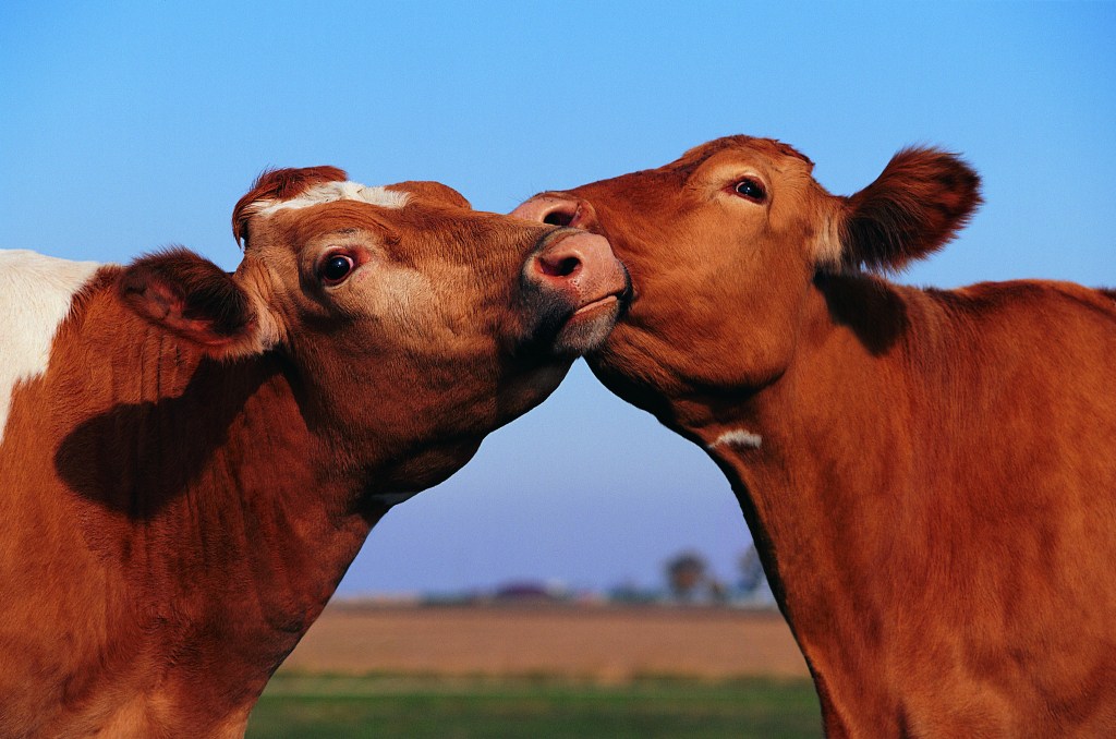 Cows nuzzling