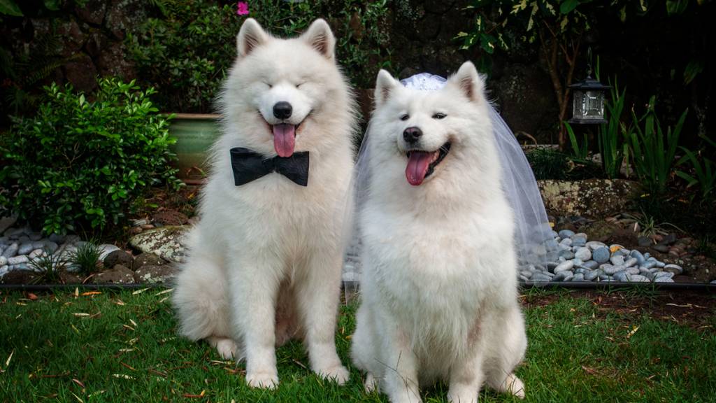 Dogs dressed as bride and groom