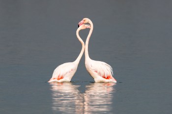 Two flamingos resting heads together