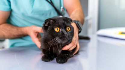 Black cat with wide eyes on vet's table