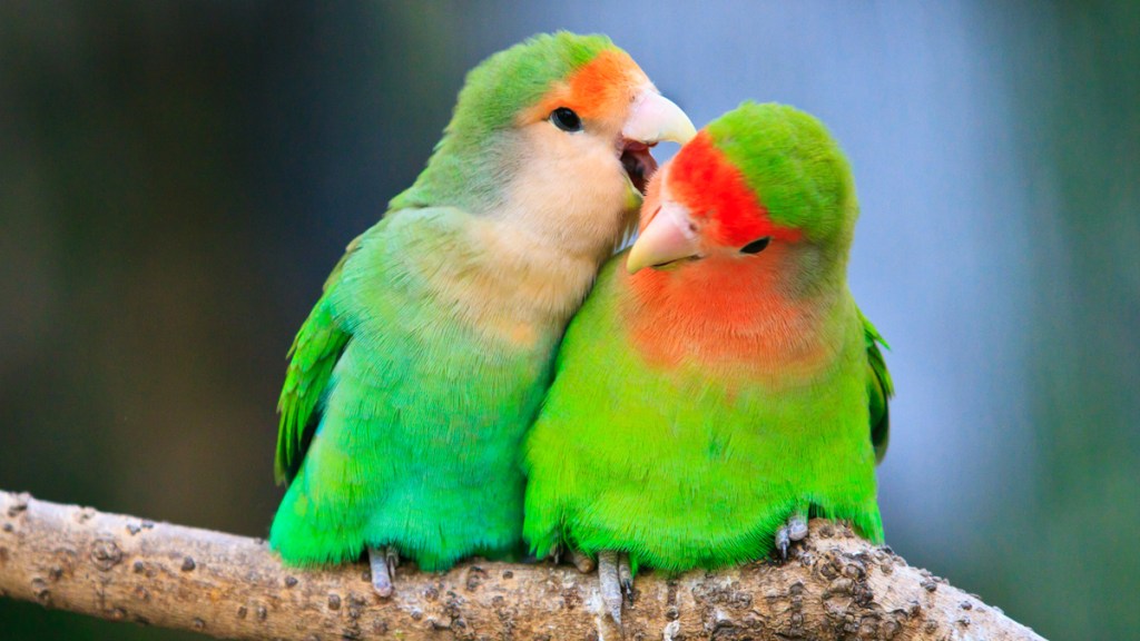 Brightly colored love birds