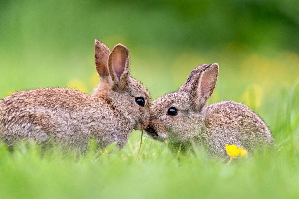 Two small bunnies kissing