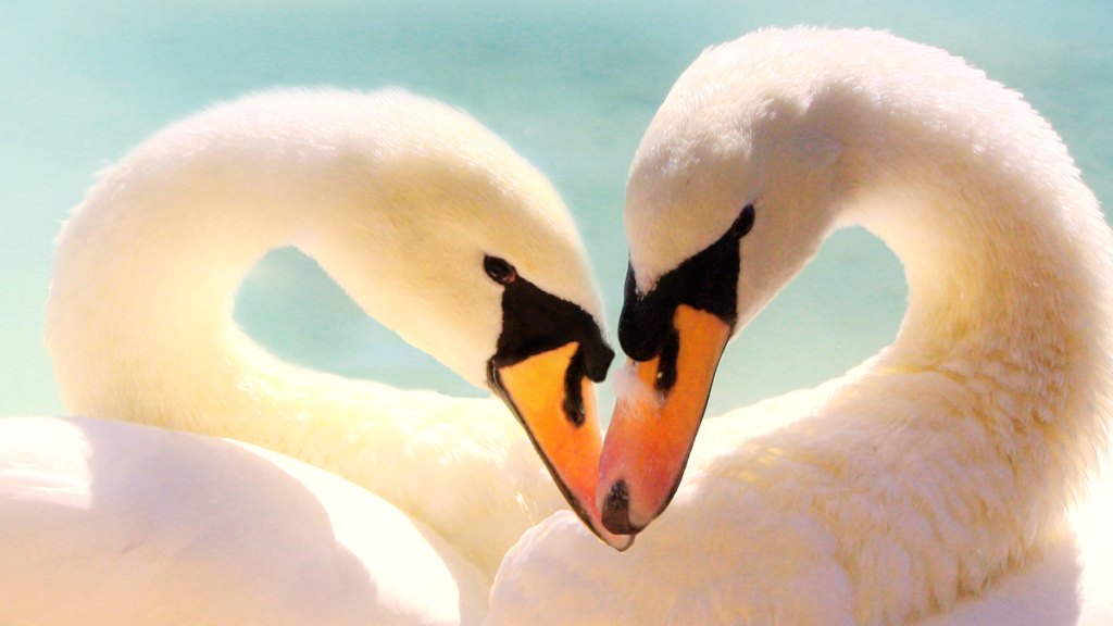 Swans making heart shape