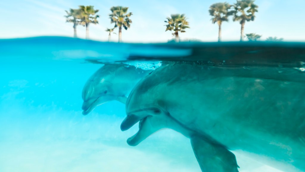 Pair of dolphins