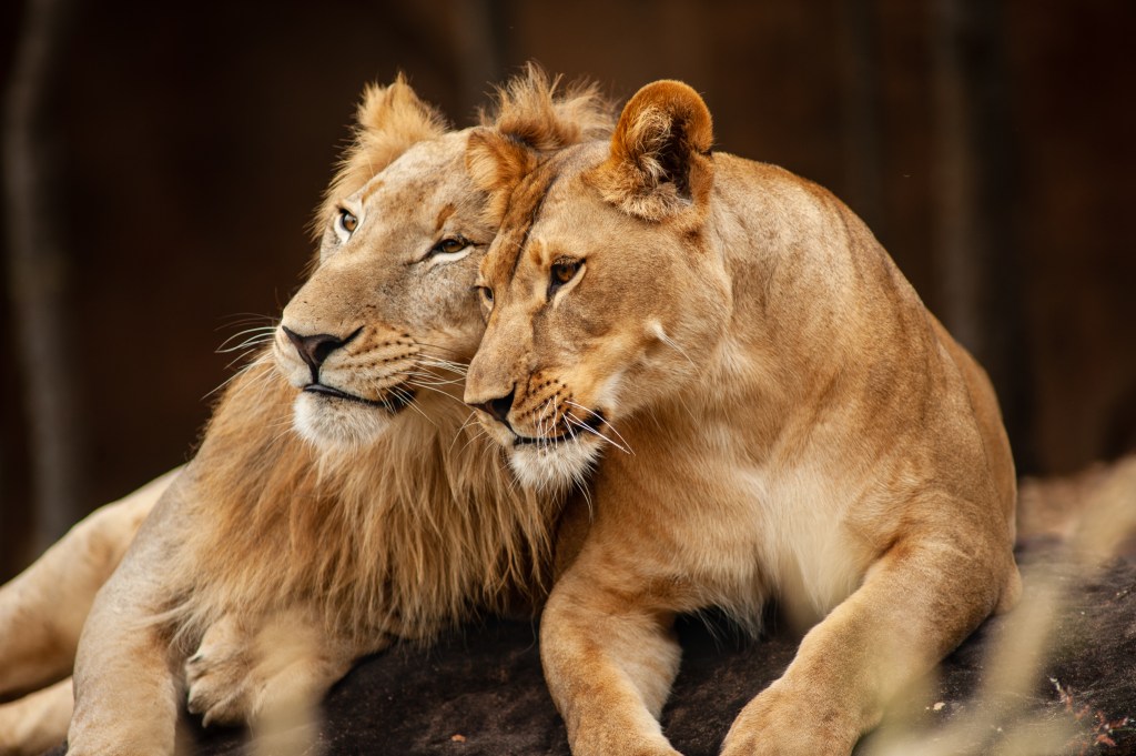 Male and female lion resting