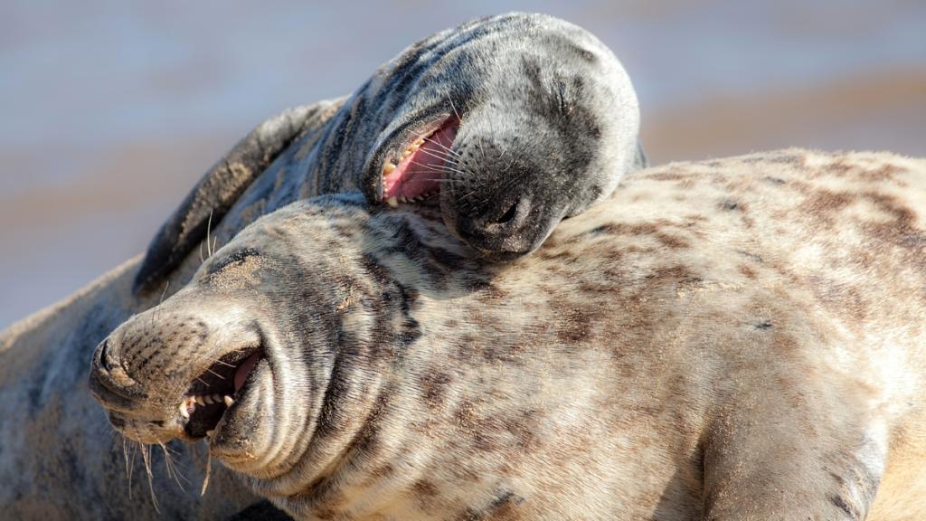 Laughing seals