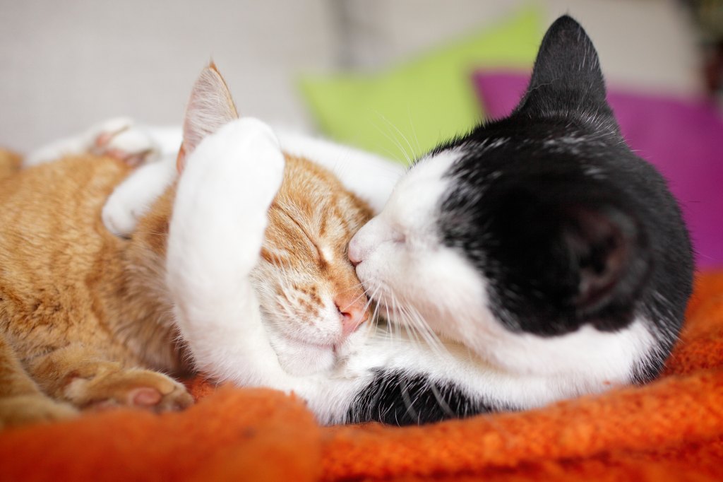 Two cats snuggled together