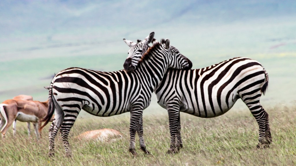 Zebras hugging