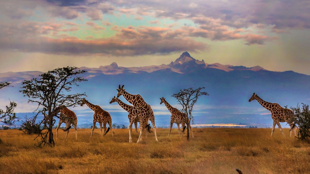 Herd of Reticulated giraffes in front of Mount Kenya