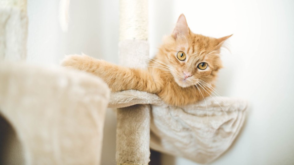 The Best Cat Scratching Post And More, How Do I Protect My Furniture From Cat
