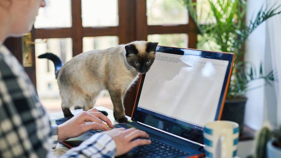Cat nuzzling up to her owner's keyboard