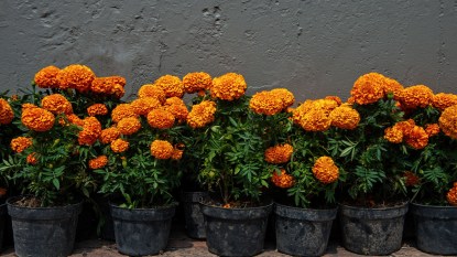 orange marigolds in pots