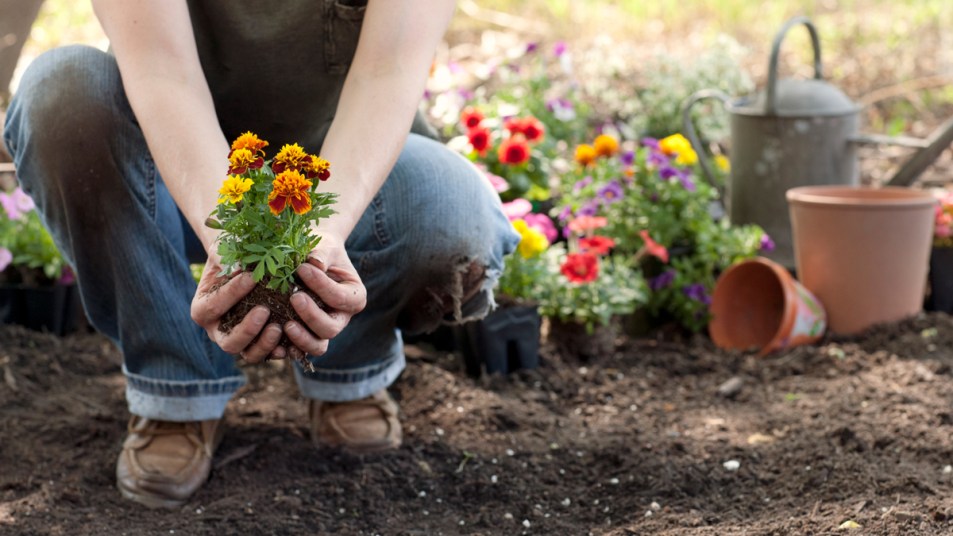 Woman planting marigolds
