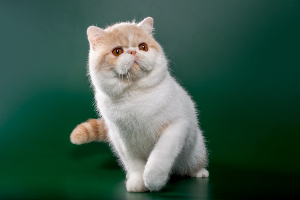 Cat breed exotic shorthair cream bicolor with orange eyes on red and green backgrounds in playful poses