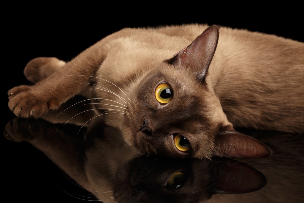 Closeup Lazy burmese cat lying and looking in camera on isolated black background with reflection