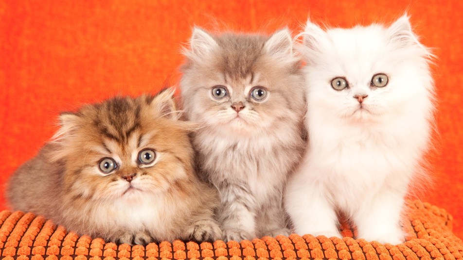 Three Chinchilla Persian kittens on orange cushion