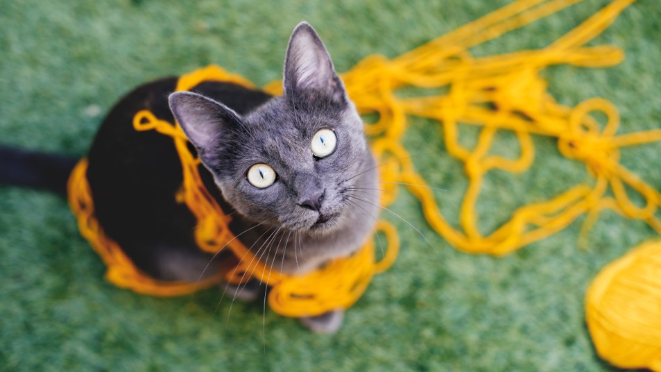 Cat with wide eyes and messy yellow yarn