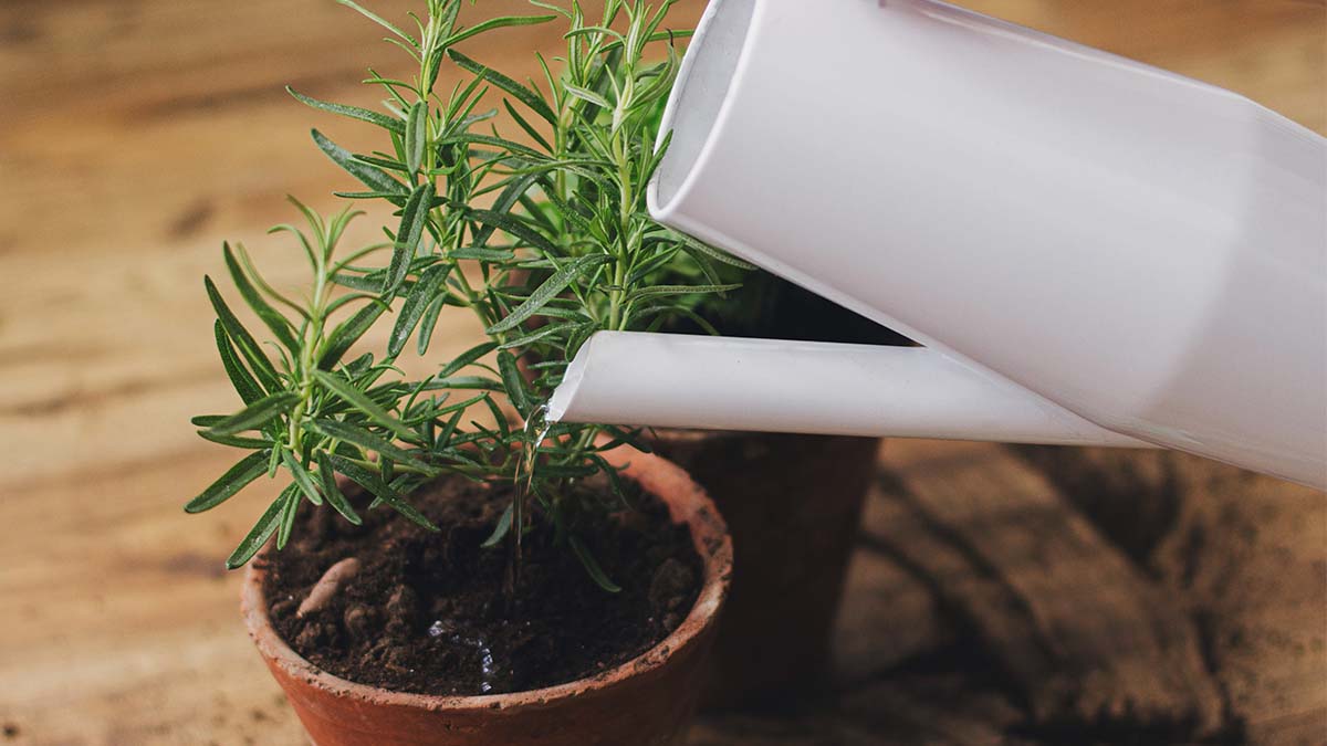 closeup of rosemary grown from cuttings being watered