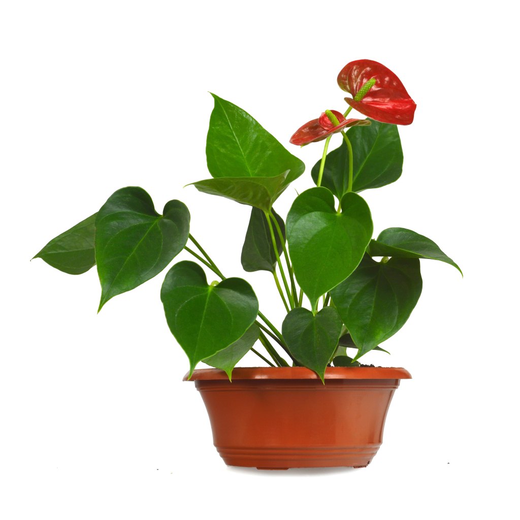 Anthurium, tailflower, flamingo flower or laceleaf isolated on white background