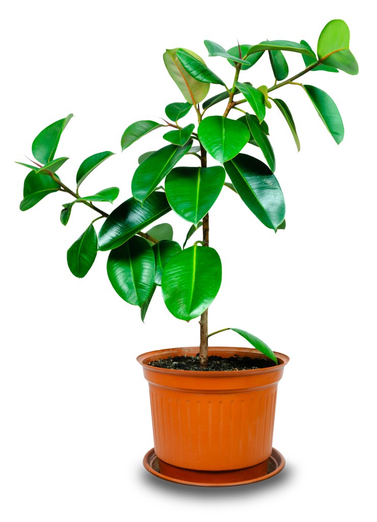 rubber plant