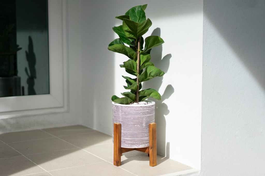 small Ficus lyrata tree purifier air good for decoration in the house