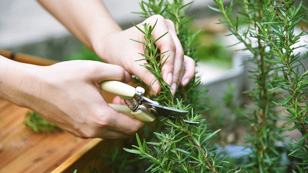 A woman's hands cutting a sprig of rosemary to start as a cutting