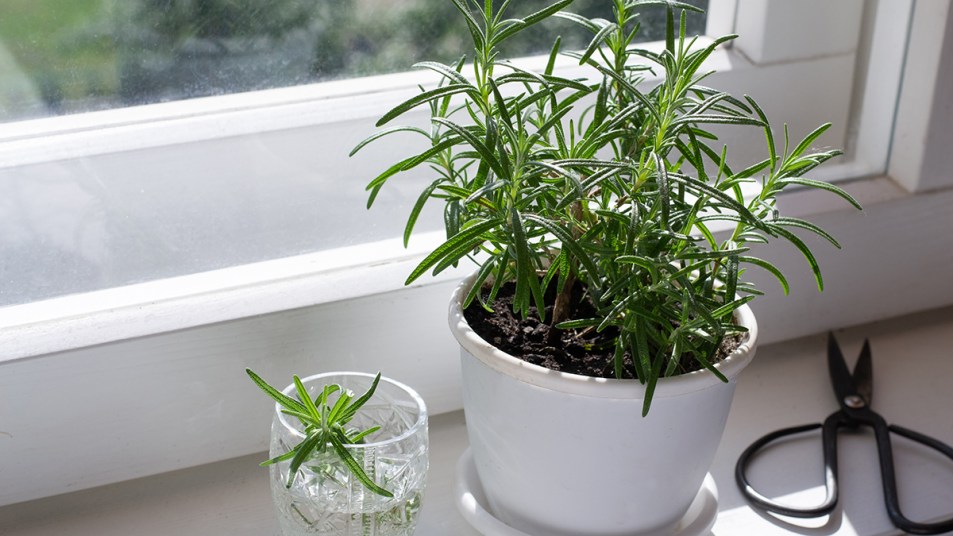 A rosemary plant with a small cutting next to it